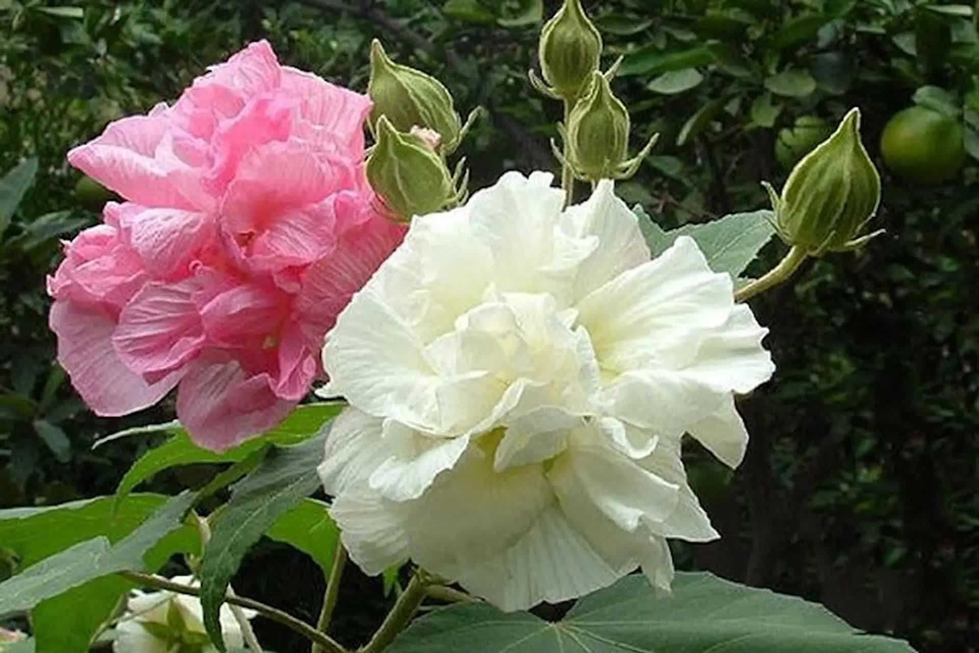 3 loại hoa  3 loại hoa