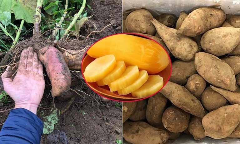 Đặc sản lạ lên sàn bán hơn 300 tấn trong 2 tháng - người dân thu nhập hàng chục triệu đồng- Ảnh 1. Đặc sản lạ lên sàn bán hơn 300 tấn trong 2 tháng - người dân thu nhập hàng chục triệu đồng- Ảnh 1.