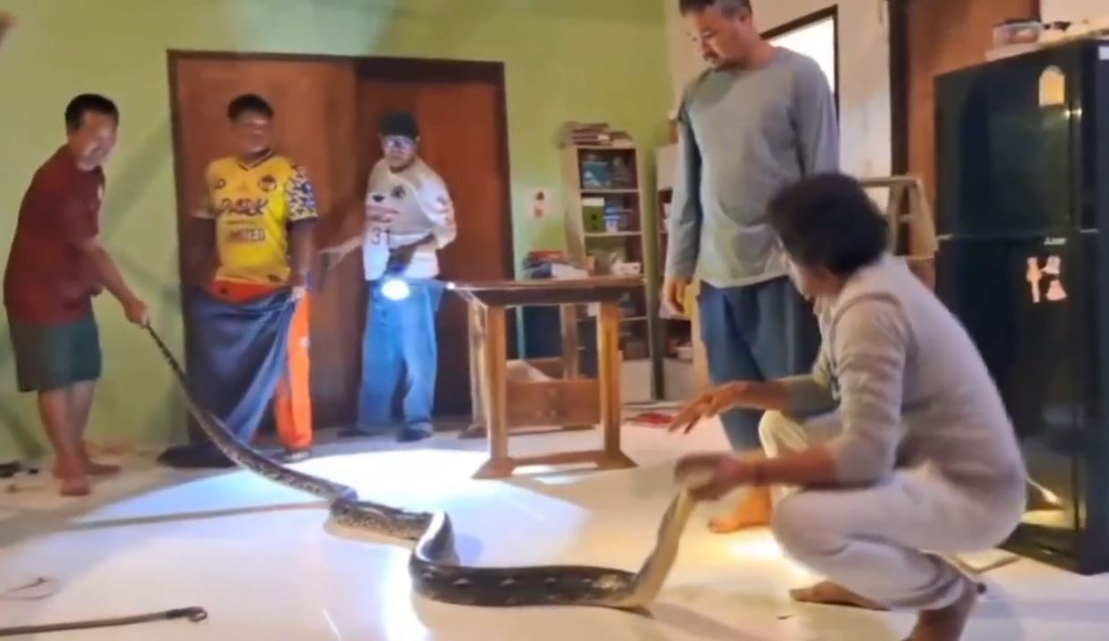 Bắt được trăn khổng lồ nặng 22kg lơ lửng trên trần nhà dân- Ảnh 1. Bắt được trăn khổng lồ nặng 22kg lơ lửng trên trần nhà dân- Ảnh 1.