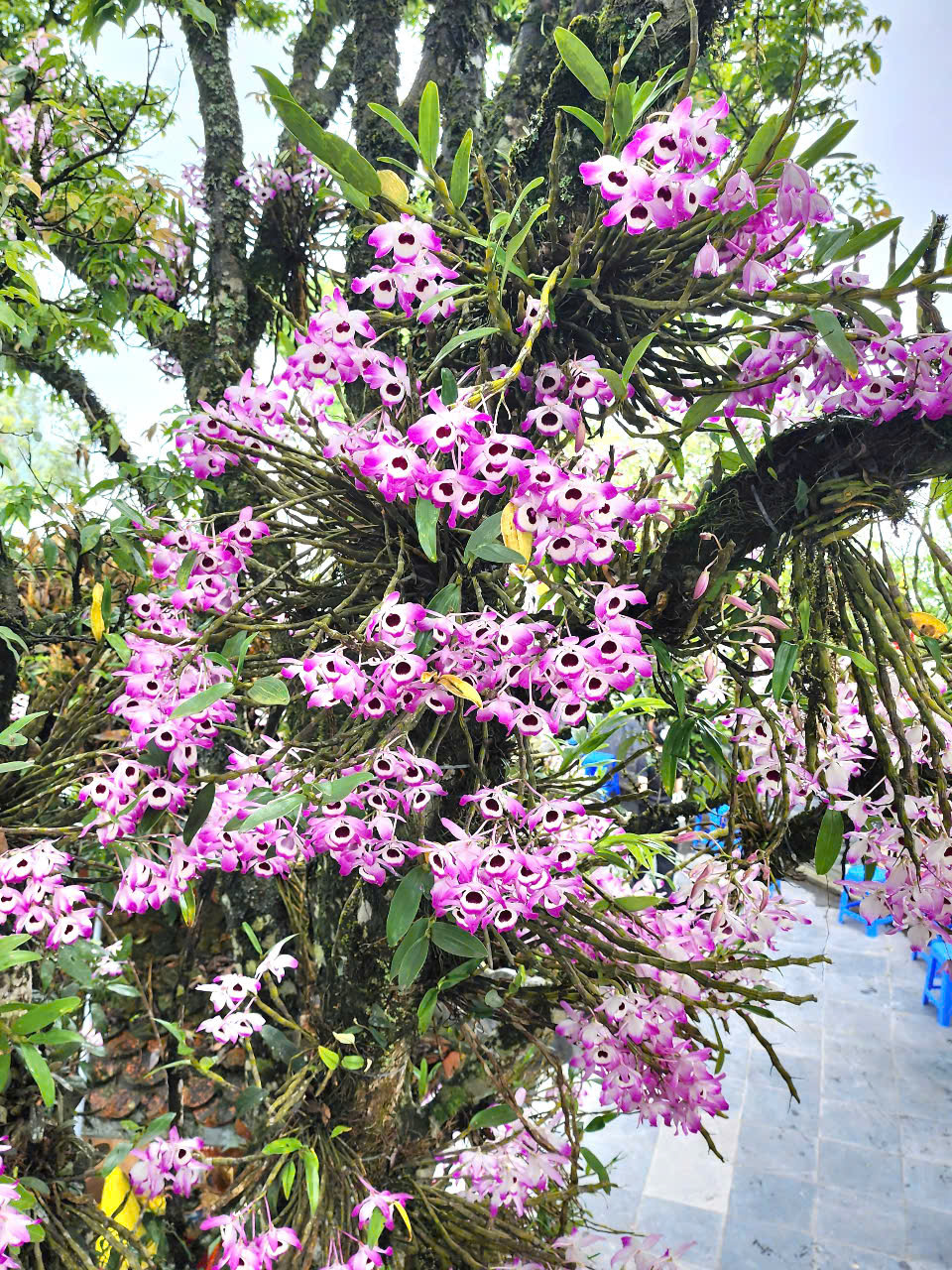 3 loại hoa  3 loại hoa