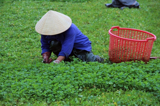 Rau dại mọc bờ ruộng nay thành cây “hái ra tiền”, được ví như sâm xanh: Thu bạc tỷ mỗi năm- Ảnh 1.