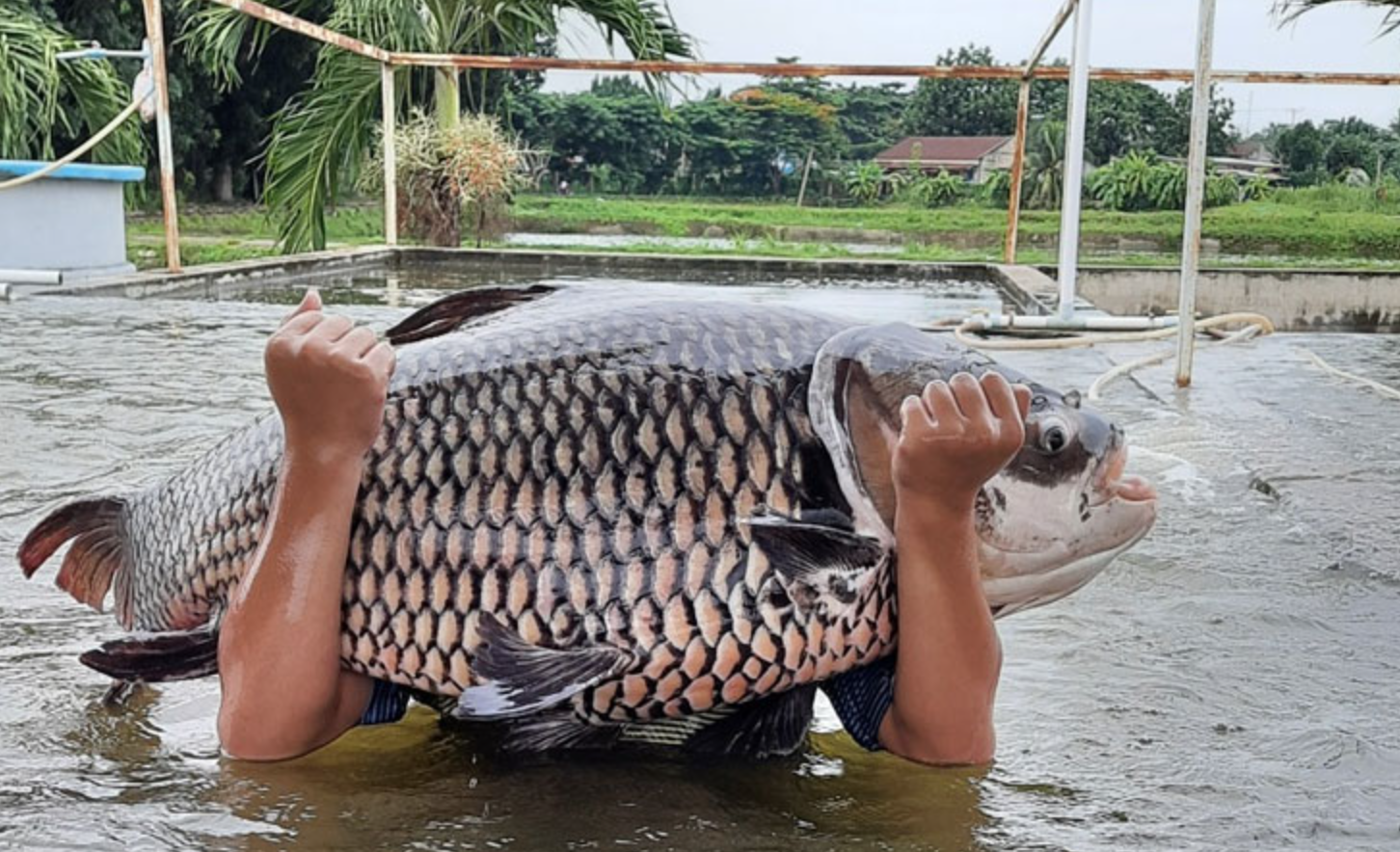 “Thủy quái” vùng Mê Kông có nguy cơ tuyệt chủng: Việt Nam có đột phá trong bảo tồn loài “vua cá”- Ảnh 1.