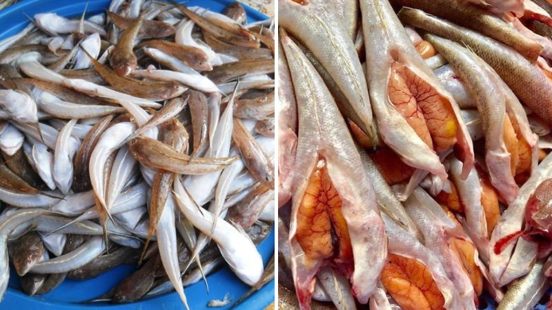 Loại cá "nhà nghèo" nhưng là đặc sản mang hương vị đậm đà được dân sành ăn săn lùng- Ảnh 3.