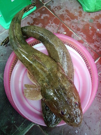 Loại cá "nhà nghèo" nhưng là đặc sản mang hương vị đậm đà được dân sành ăn săn lùng- Ảnh 1.