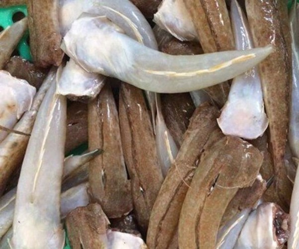 Loại cá "nhà nghèo" nhưng là đặc sản mang hương vị đậm đà được dân sành ăn săn lùng- Ảnh 2.