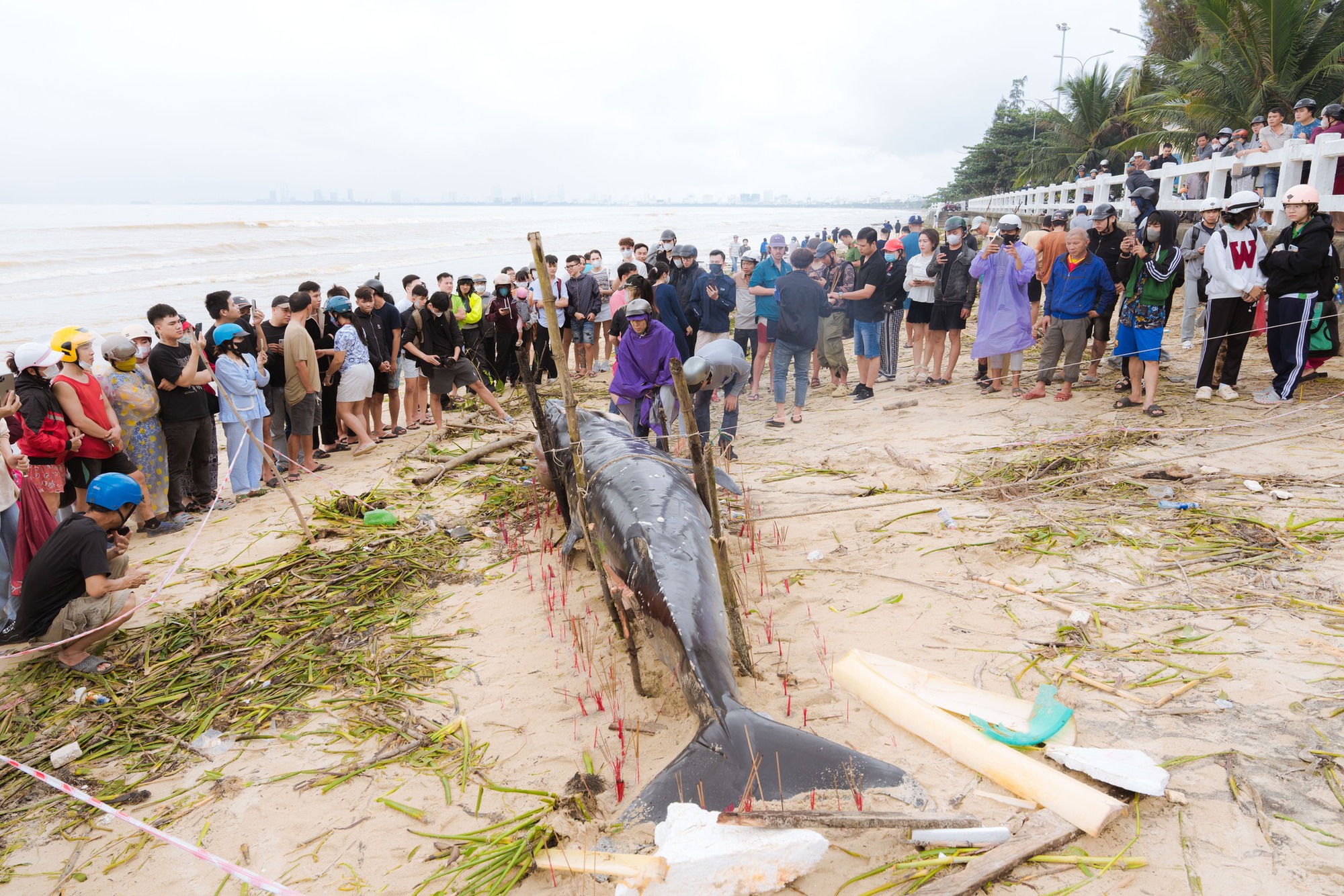 Cá voi lớn dài 4m lụy bờ tại bãi biển Đà Nẵng, hàng trăm người dân đến thắp hương- Ảnh 1.