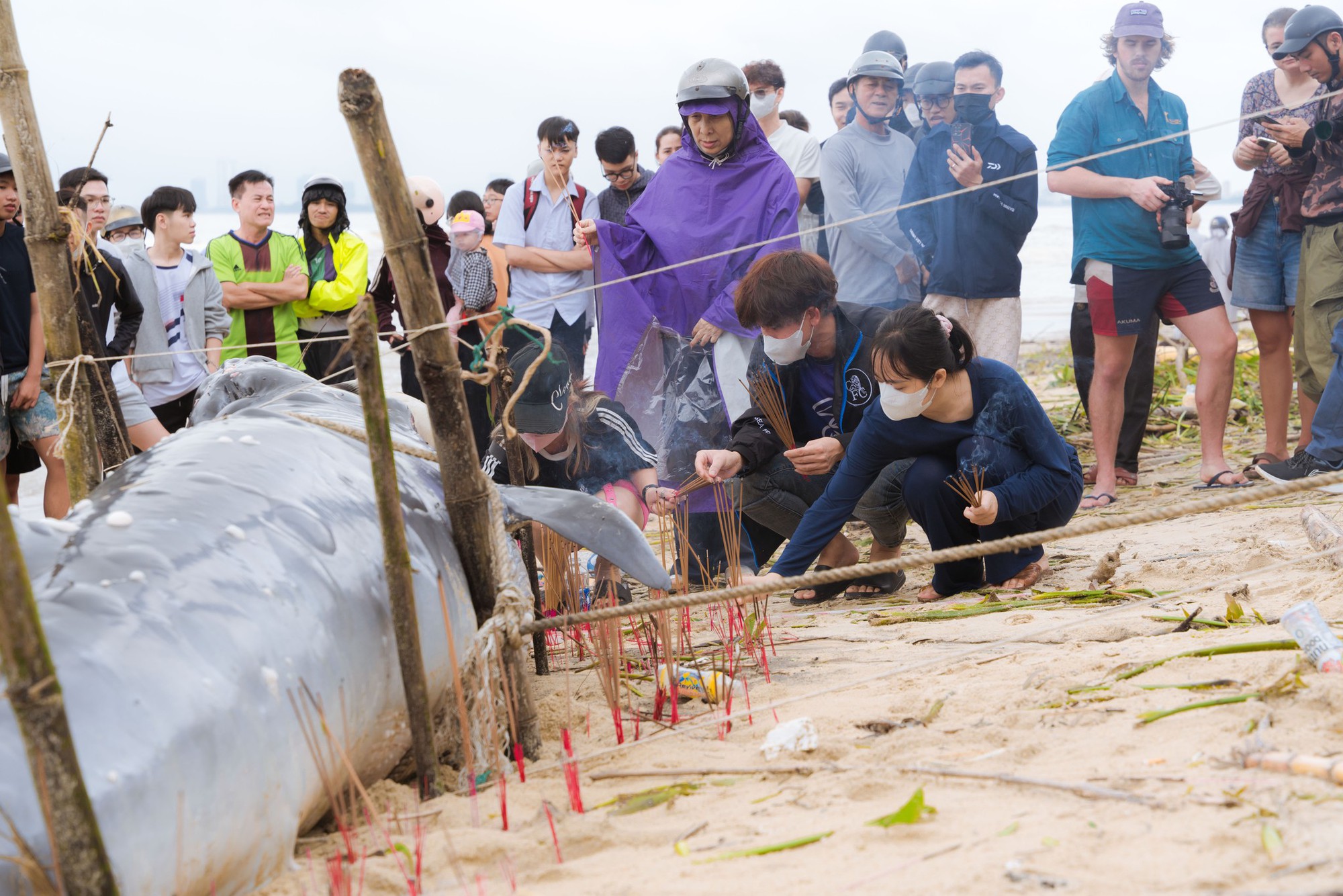 Cá voi lớn dài 4m lụy bờ tại bãi biển Đà Nẵng, hàng trăm người dân đến thắp hương- Ảnh 2.