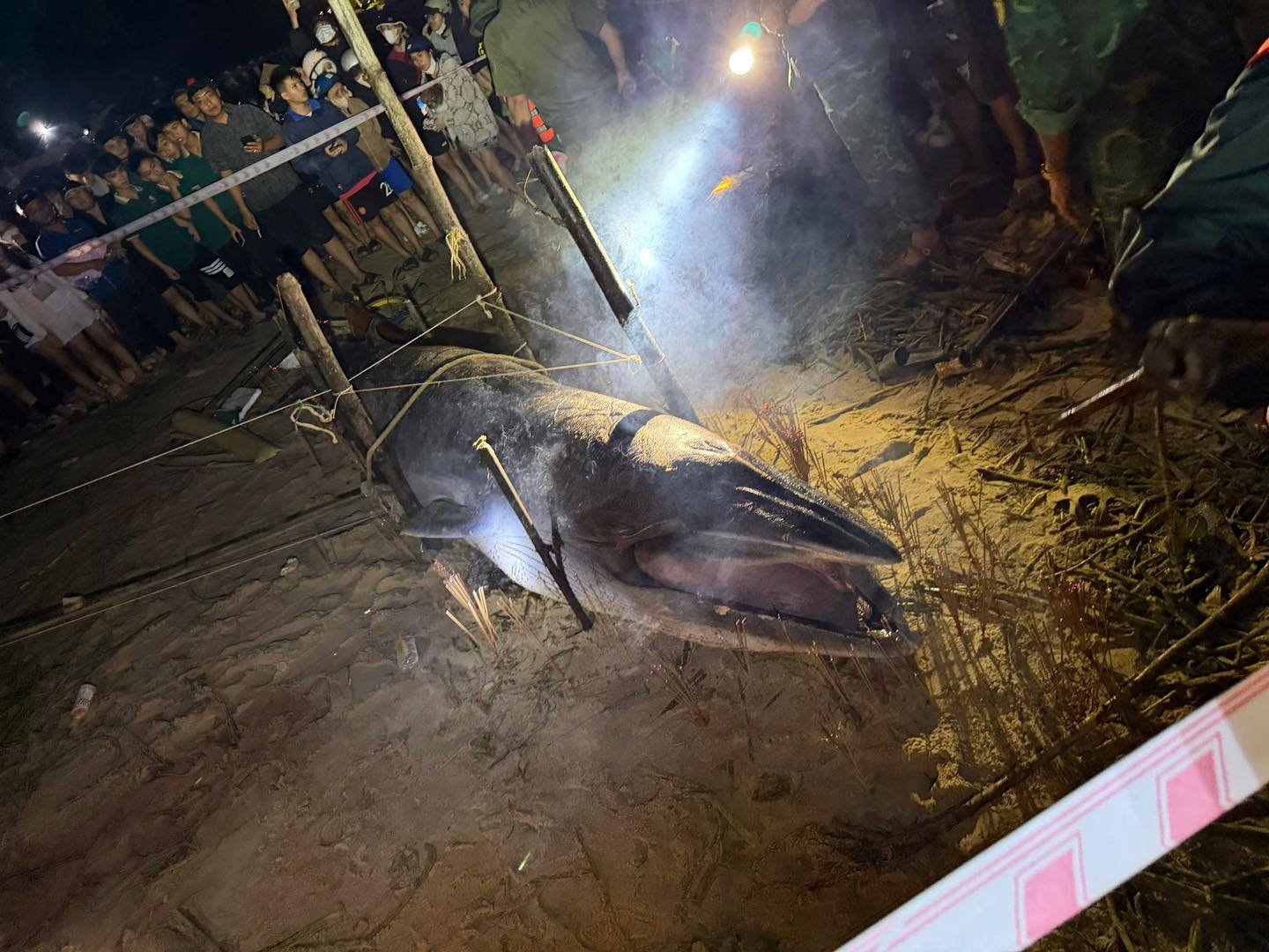 Cá ông dạt vào bờ biển là điềm tốt hay xấu? Ngư dân 40 năm đưa ra giải thích- Ảnh 2.