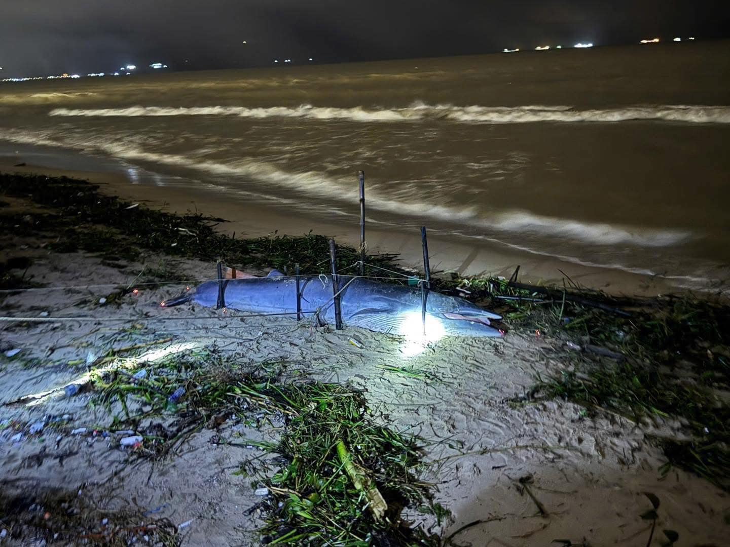 Cá ông dạt vào bờ biển là điềm tốt hay xấu? Ngư dân 40 năm đưa ra giải thích- Ảnh 1.