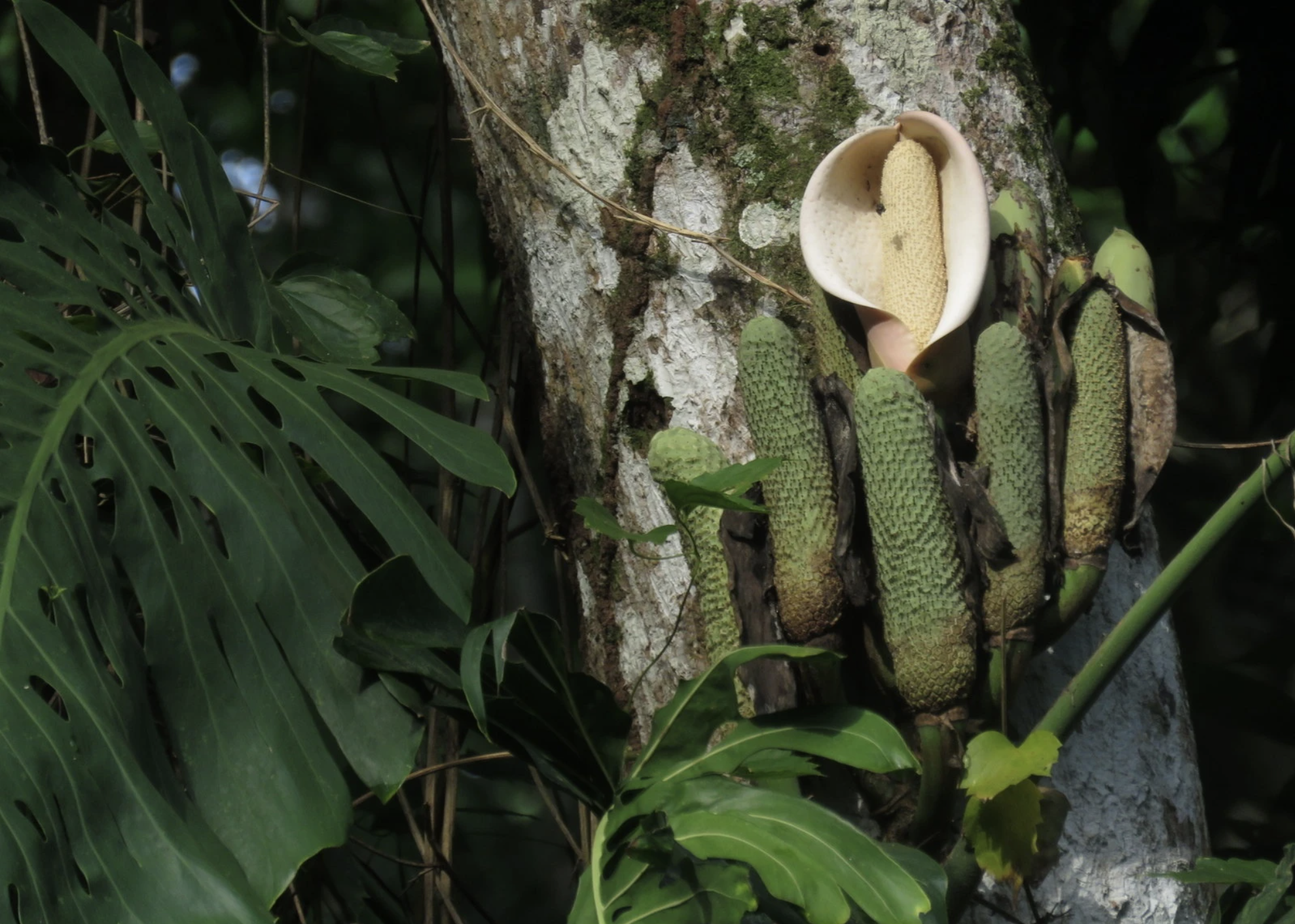 Loại quả nhìn như tổ ong, phải chờ 7 năm mới được ăn: Nhà giàu trồng làm cảnh, TikToker dùng để... mukbang- Ảnh 1. Loại quả nhìn như tổ ong, phải chờ 7 năm mới được ăn: Nhà giàu trồng làm cảnh, TikToker dùng để... mukbang- Ảnh 1.