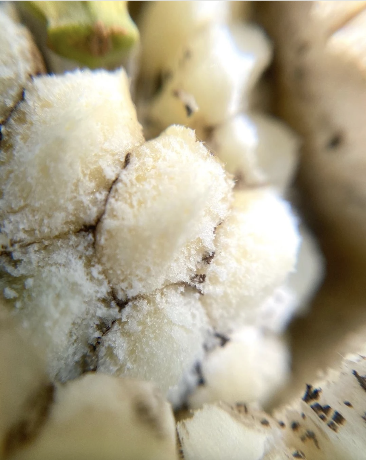 Loại quả nhìn như tổ ong, phải chờ 7 năm mới được ăn: Nhà giàu trồng làm cảnh, TikToker dùng để... mukbang- Ảnh 3. Loại quả nhìn như tổ ong, phải chờ 7 năm mới được ăn: Nhà giàu trồng làm cảnh, TikToker dùng để... mukbang- Ảnh 3.