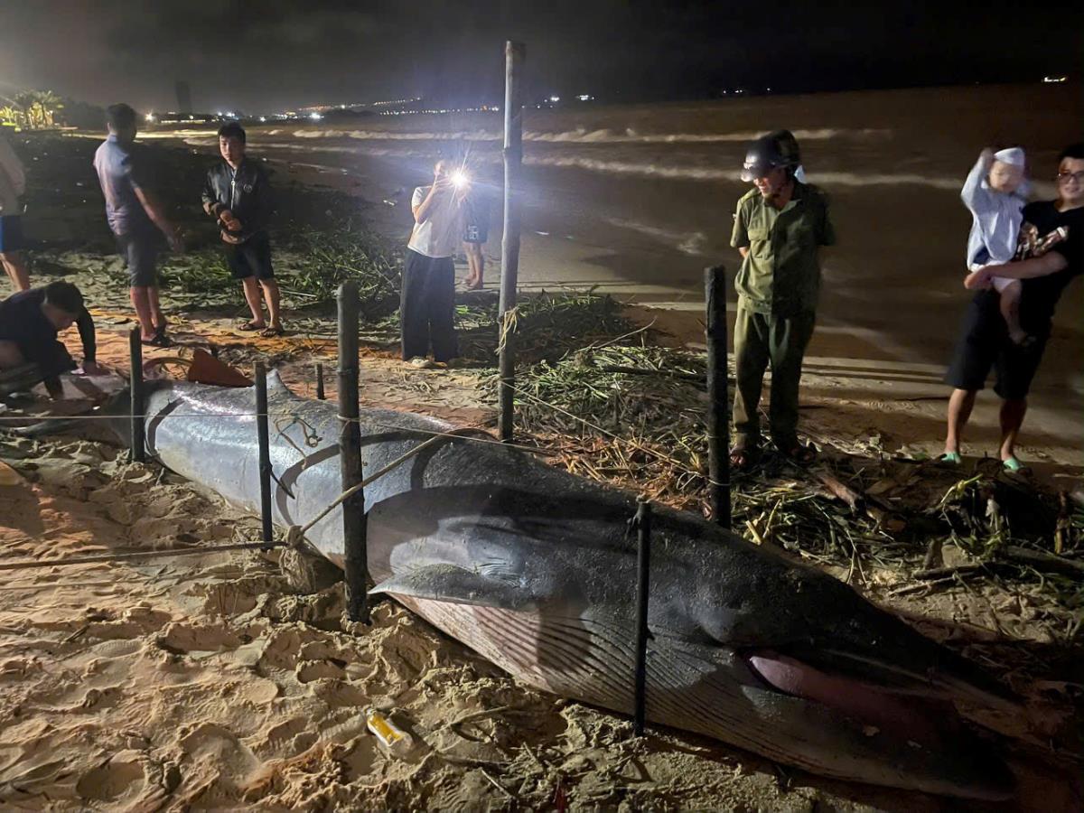 Cá voi lớn dài 4m lụy bờ tại bãi biển Đà Nẵng, hàng trăm người dân đến thắp hương- Ảnh 3.