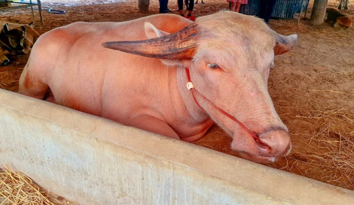 Con trâu bạch tạng được trả giá 1,4 tỷ đồng, chủ trâu cân nhắc mãi mới chịu bán- Ảnh 2. Con trâu bạch tạng được trả giá 1,4 tỷ đồng, chủ trâu cân nhắc mãi mới chịu bán- Ảnh 2.