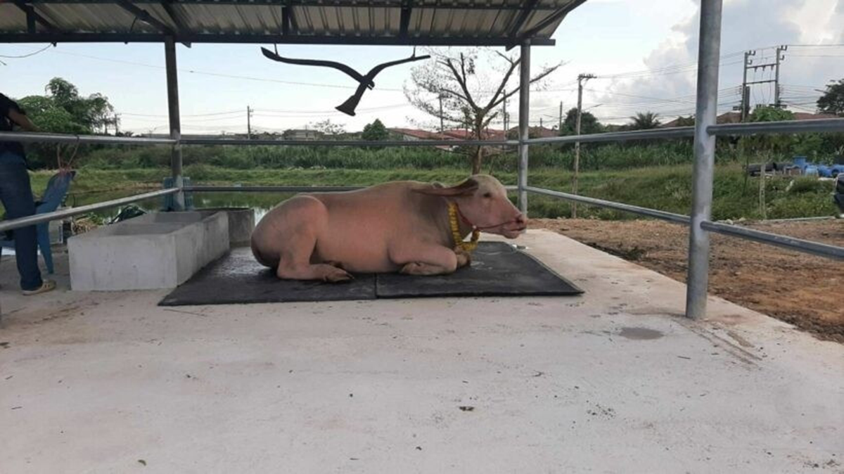 Con trâu bạch tạng được trả giá 1,4 tỷ đồng, chủ trâu cân nhắc mãi mới chịu bán- Ảnh 3. Con trâu bạch tạng được trả giá 1,4 tỷ đồng, chủ trâu cân nhắc mãi mới chịu bán- Ảnh 3.