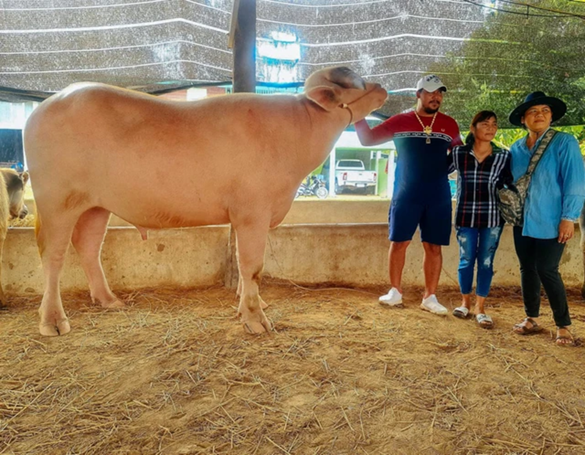 Con trâu bạch tạng được trả giá 1,4 tỷ đồng, chủ trâu cân nhắc mãi mới chịu bán- Ảnh 1. Con trâu bạch tạng được trả giá 1,4 tỷ đồng, chủ trâu cân nhắc mãi mới chịu bán- Ảnh 1.