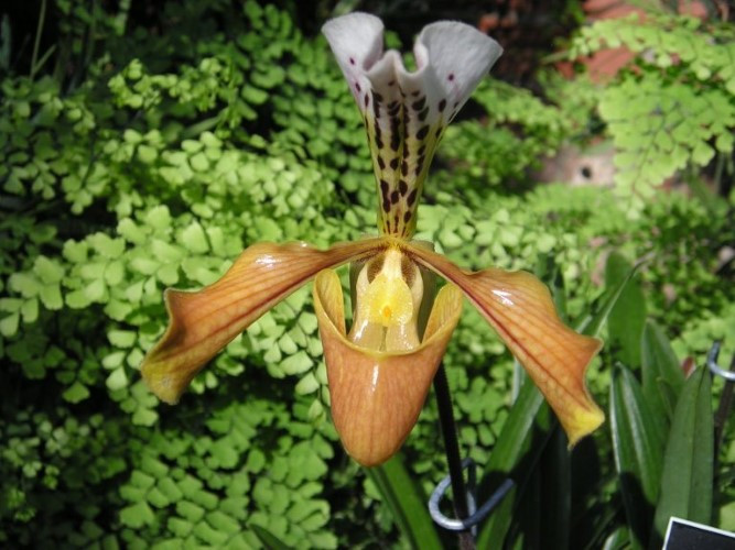 “Kho báu” giữa đại ngàn Tam đảo được mệnh danh là “đệ nhất vương giả”: Chỉ Việt Nam có- Ảnh 1. “Kho báu” giữa đại ngàn Tam đảo được mệnh danh là “đệ nhất vương giả”: Chỉ Việt Nam có- Ảnh 1.