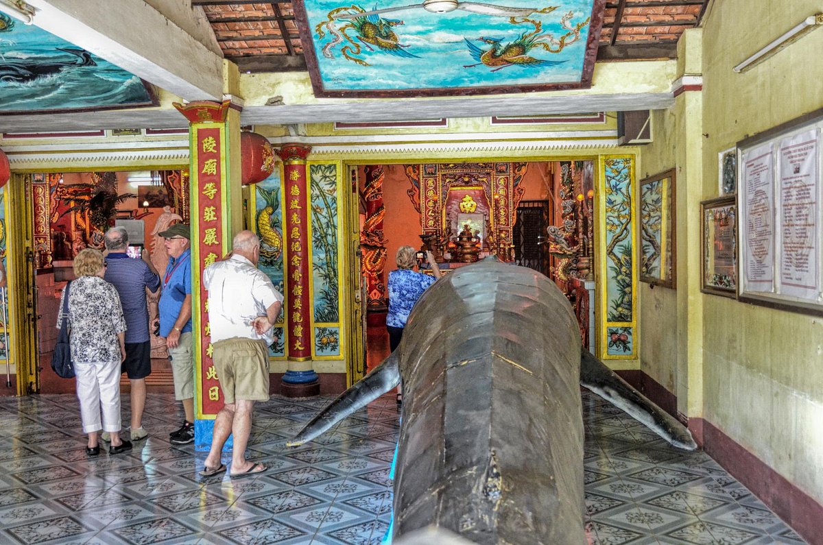 Cá ông dạt vào bờ biển là điềm tốt hay xấu? Ngư dân 40 năm đưa ra giải thích- Ảnh 10.