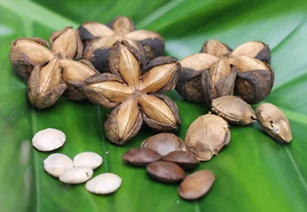 Loại hạt "đắt đỏ bậc nhất thế giới", ở Việt Nam cũng có mà ít ai hay- Ảnh 5.