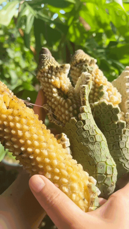 Loại quả nhìn như tổ ong, phải chờ 7 năm mới được ăn: Nhà giàu trồng làm cảnh, TikToker dùng để... mukbang- Ảnh 5. Loại quả nhìn như tổ ong, phải chờ 7 năm mới được ăn: Nhà giàu trồng làm cảnh, TikToker dùng để... mukbang- Ảnh 5.