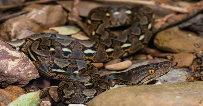 Loài rắn dài nhất thế giới, Việt Nam cũng có: Từng ghi nhận cá thể đạt gần 10 mét- Ảnh 2. Loài rắn dài nhất thế giới, Việt Nam cũng có: Từng ghi nhận cá thể đạt gần 10 mét- Ảnh 2.