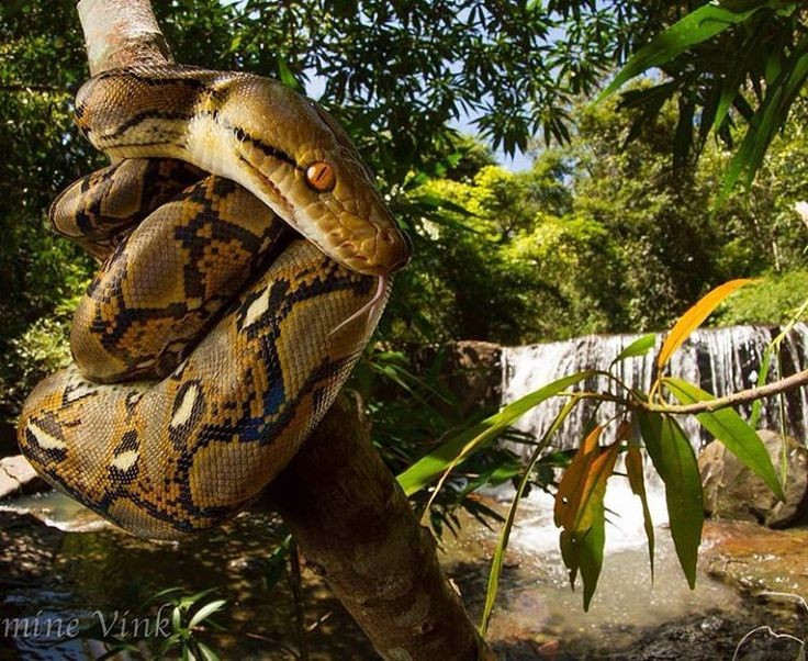 Loài rắn dài nhất thế giới, Việt Nam cũng có: Từng ghi nhận cá thể đạt gần 10 mét- Ảnh 3. Loài rắn dài nhất thế giới, Việt Nam cũng có: Từng ghi nhận cá thể đạt gần 10 mét- Ảnh 3.