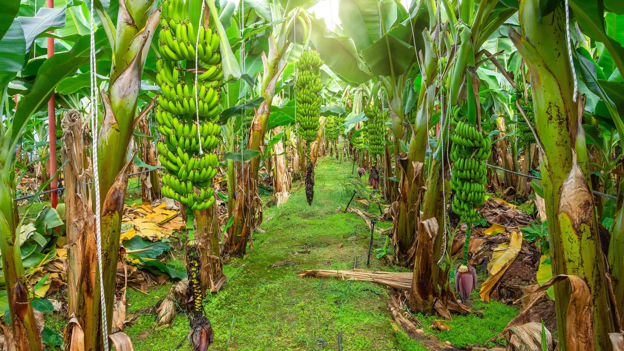 5 loại cây dụ rắn vào nhà: Nếu trồng phải thật cảnh giác- Ảnh 1. 5 loại cây dụ rắn vào nhà: Nếu trồng phải thật cảnh giác- Ảnh 1.