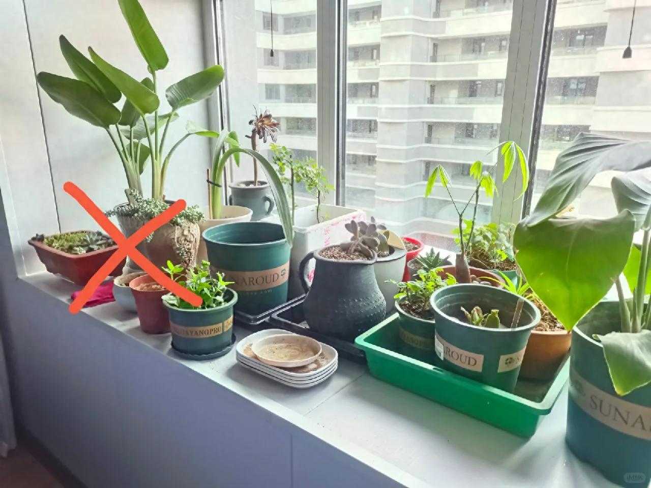 7 năm trồng hoa, tôi nhận ra: 4 thói quen tưởng vô hại nhưng khiến cây mãi không nở nổi một bông- Ảnh 1. 7 năm trồng hoa, tôi nhận ra: 4 thói quen tưởng vô hại nhưng khiến cây mãi không nở nổi một bông- Ảnh 1.