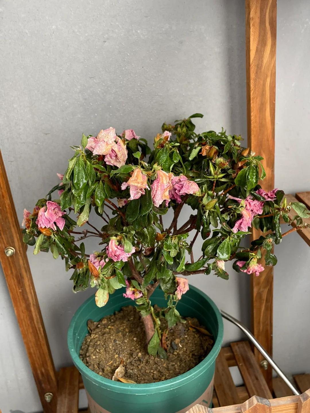 7 năm trồng hoa, tôi nhận ra: 4 thói quen tưởng vô hại nhưng khiến cây mãi không nở nổi một bông- Ảnh 6. 7 năm trồng hoa, tôi nhận ra: 4 thói quen tưởng vô hại nhưng khiến cây mãi không nở nổi một bông- Ảnh 6.