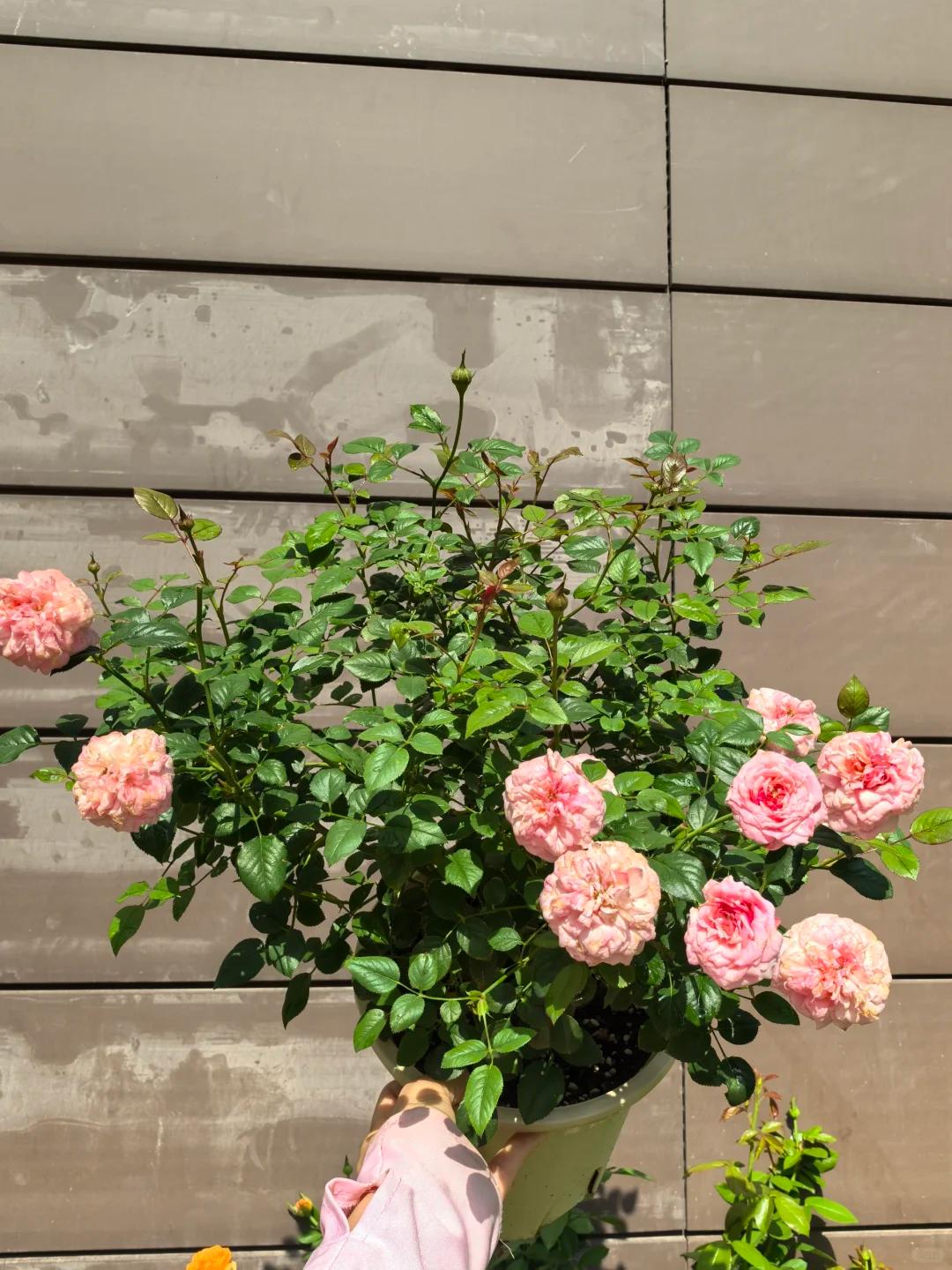 7 năm trồng hoa, tôi nhận ra: 4 thói quen tưởng vô hại nhưng khiến cây mãi không nở nổi một bông- Ảnh 12. 7 năm trồng hoa, tôi nhận ra: 4 thói quen tưởng vô hại nhưng khiến cây mãi không nở nổi một bông- Ảnh 12.