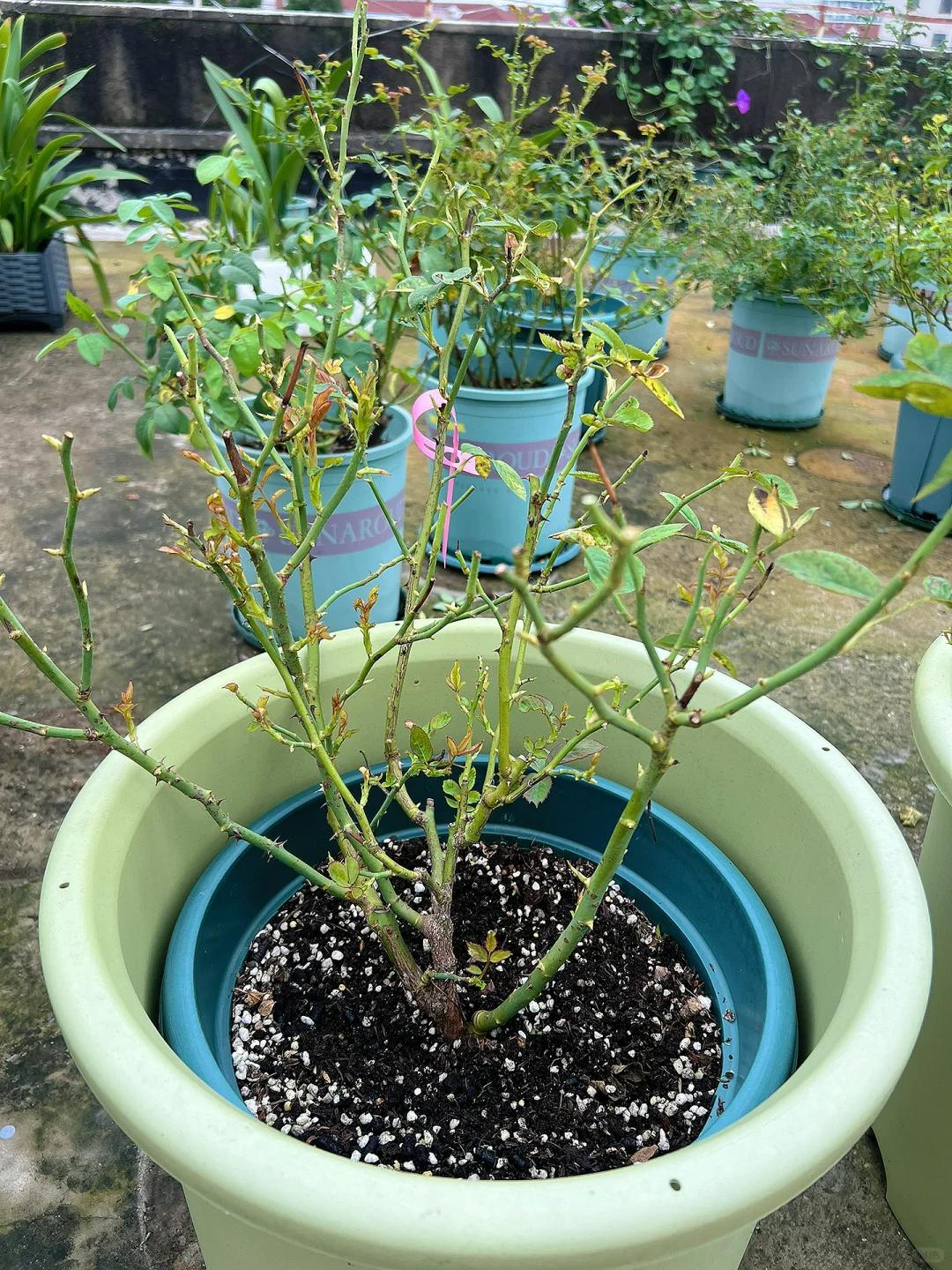 7 năm trồng hoa, tôi nhận ra: 4 thói quen tưởng vô hại nhưng khiến cây mãi không nở nổi một bông- Ảnh 10. 7 năm trồng hoa, tôi nhận ra: 4 thói quen tưởng vô hại nhưng khiến cây mãi không nở nổi một bông- Ảnh 10.