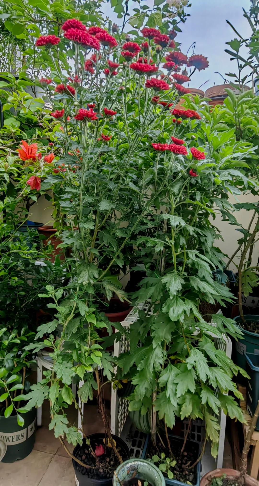 7 năm trồng hoa, tôi nhận ra: 4 thói quen tưởng vô hại nhưng khiến cây mãi không nở nổi một bông- Ảnh 13. 7 năm trồng hoa, tôi nhận ra: 4 thói quen tưởng vô hại nhưng khiến cây mãi không nở nổi một bông- Ảnh 13.