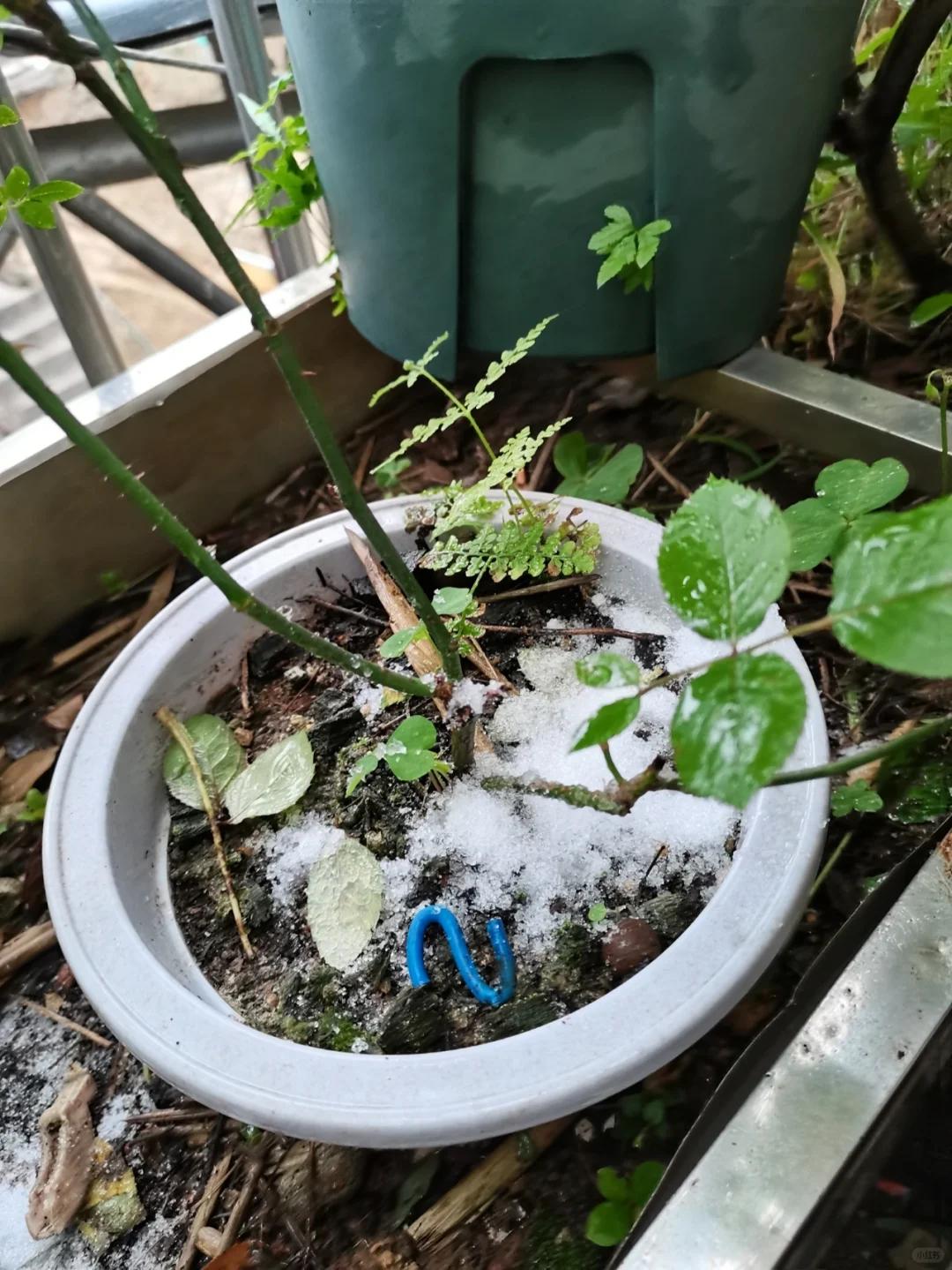 7 năm trồng hoa, tôi nhận ra: 4 thói quen tưởng vô hại nhưng khiến cây mãi không nở nổi một bông- Ảnh 11. 7 năm trồng hoa, tôi nhận ra: 4 thói quen tưởng vô hại nhưng khiến cây mãi không nở nổi một bông- Ảnh 11.