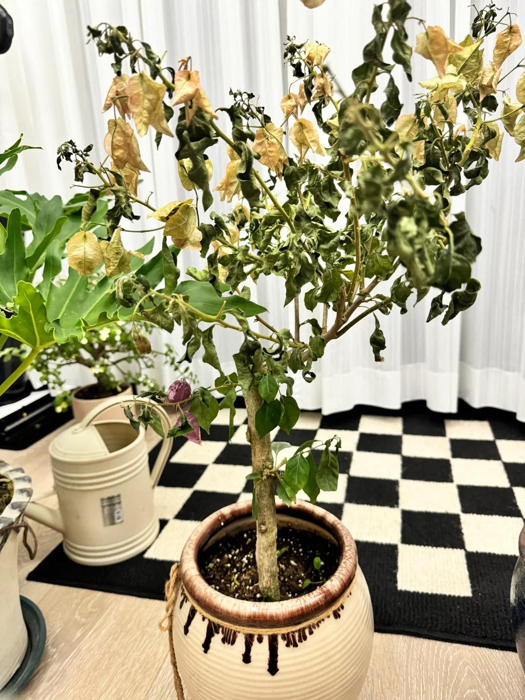 7 năm trồng hoa, tôi nhận ra: 4 thói quen tưởng vô hại nhưng khiến cây mãi không nở nổi một bông- Ảnh 3. 7 năm trồng hoa, tôi nhận ra: 4 thói quen tưởng vô hại nhưng khiến cây mãi không nở nổi một bông- Ảnh 3.