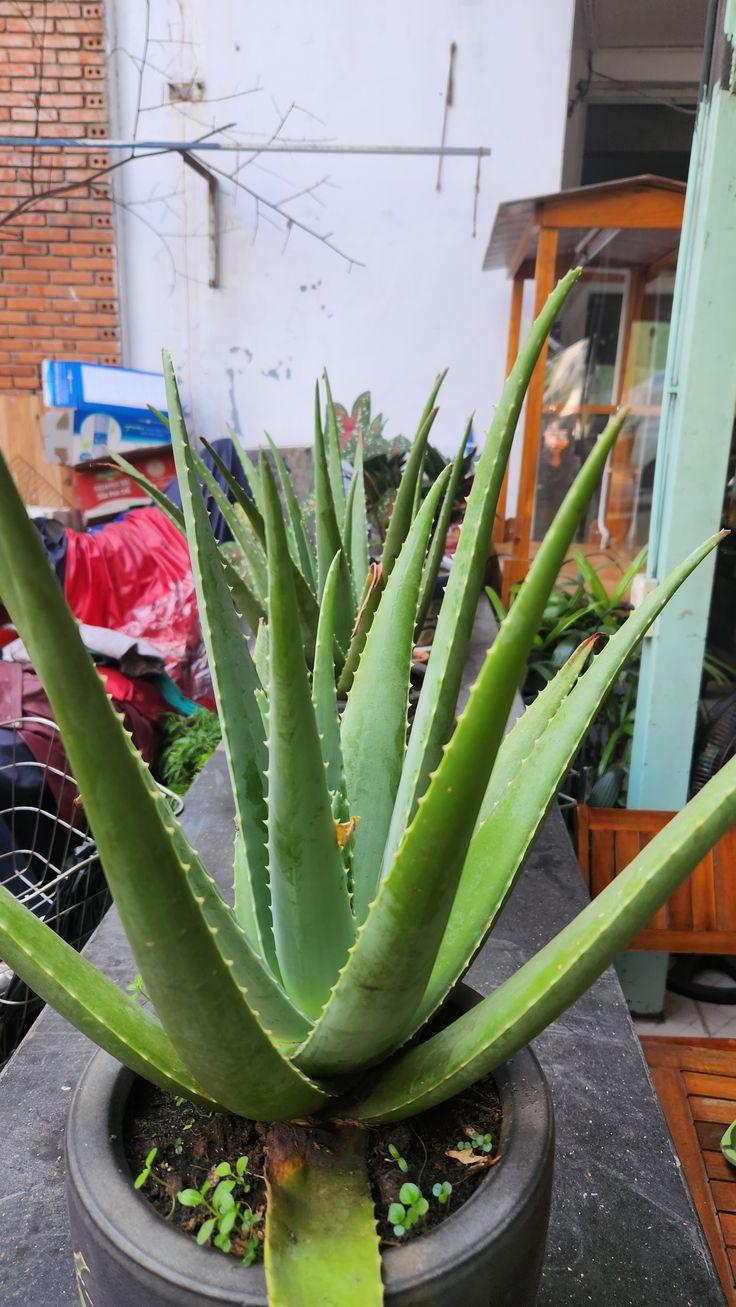 6 loại cây siêu hút ẩm, cứu nhà khỏi ẩm mốc mùa mưa- Ảnh 5. 6 loại cây siêu hút ẩm, cứu nhà khỏi ẩm mốc mùa mưa- Ảnh 5.