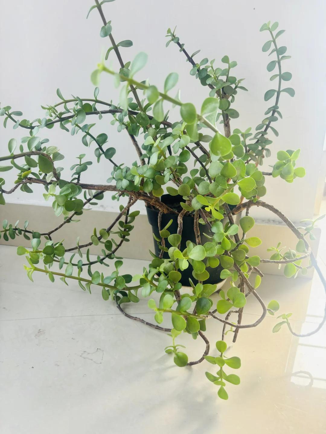 7 năm trồng hoa, tôi nhận ra: 4 thói quen tưởng vô hại nhưng khiến cây mãi không nở nổi một bông- Ảnh 14. 7 năm trồng hoa, tôi nhận ra: 4 thói quen tưởng vô hại nhưng khiến cây mãi không nở nổi một bông- Ảnh 14.