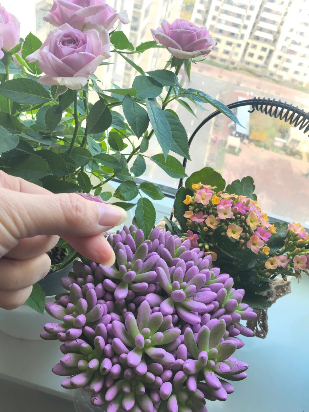 7 năm trồng hoa, tôi nhận ra: 4 thói quen tưởng vô hại nhưng khiến cây mãi không nở nổi một bông- Ảnh 5. 7 năm trồng hoa, tôi nhận ra: 4 thói quen tưởng vô hại nhưng khiến cây mãi không nở nổi một bông- Ảnh 5.