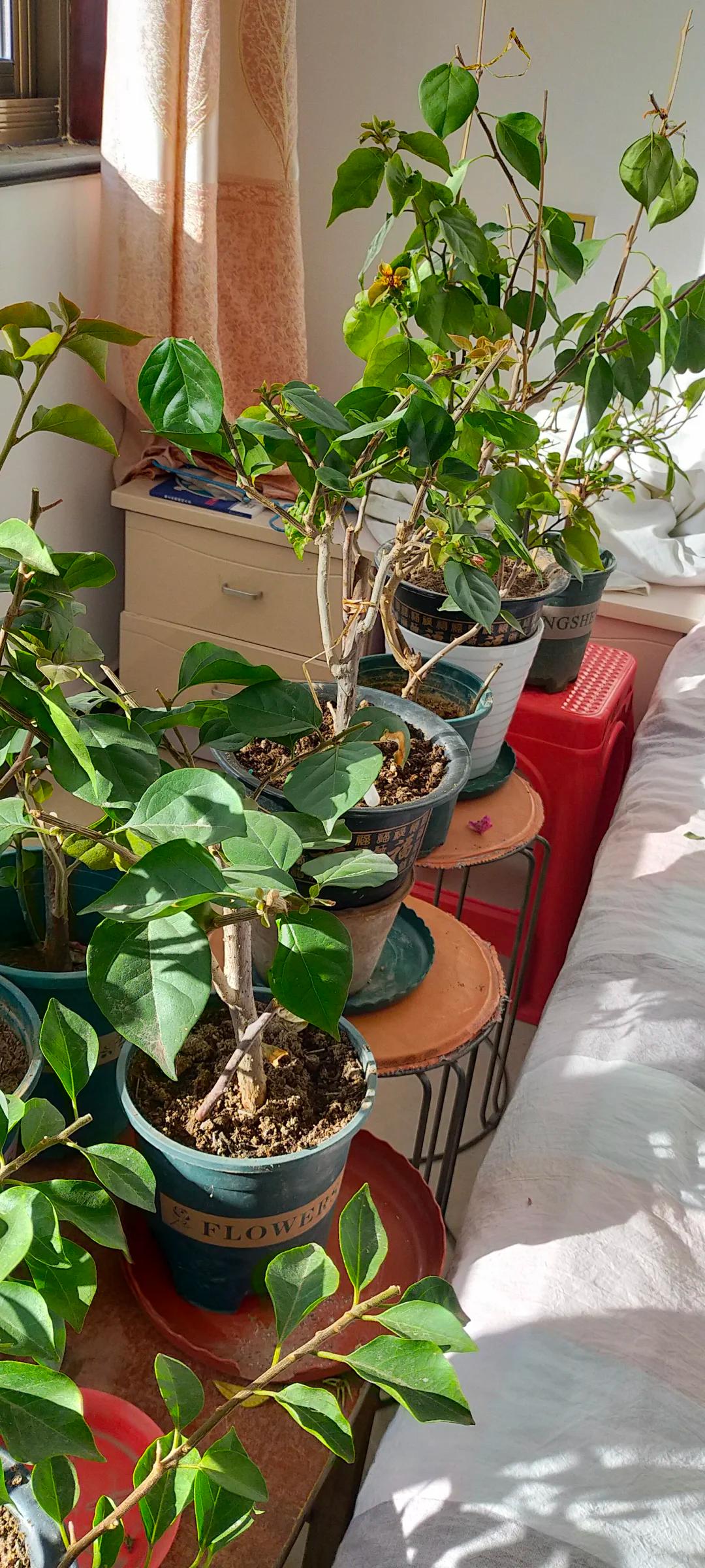 7 năm trồng hoa, tôi nhận ra: 4 thói quen tưởng vô hại nhưng khiến cây mãi không nở nổi một bông- Ảnh 9. 7 năm trồng hoa, tôi nhận ra: 4 thói quen tưởng vô hại nhưng khiến cây mãi không nở nổi một bông- Ảnh 9.