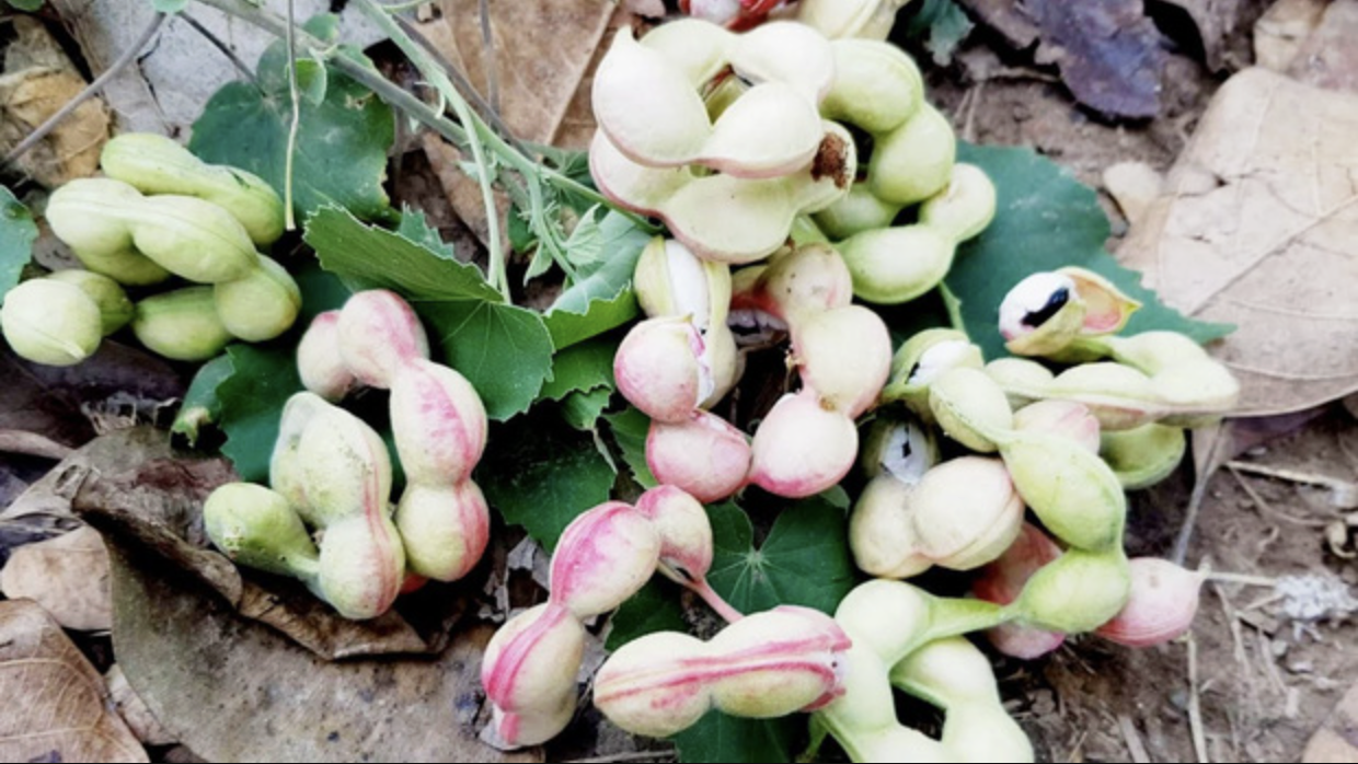 Loại quả được trả trăm ngàn 1kg nhưng chủ vườn nhất quyết không bán, người miền Tây nhìn là biết ngay- Ảnh 4. Loại quả được trả trăm ngàn 1kg nhưng chủ vườn nhất quyết không bán, người miền Tây nhìn là biết ngay- Ảnh 4.