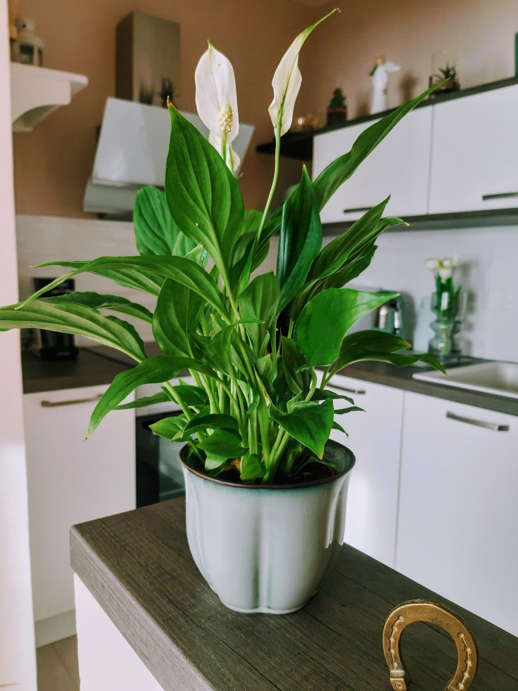 6 loại cây siêu hút ẩm, cứu nhà khỏi ẩm mốc mùa mưa- Ảnh 2. 6 loại cây siêu hút ẩm, cứu nhà khỏi ẩm mốc mùa mưa- Ảnh 2.