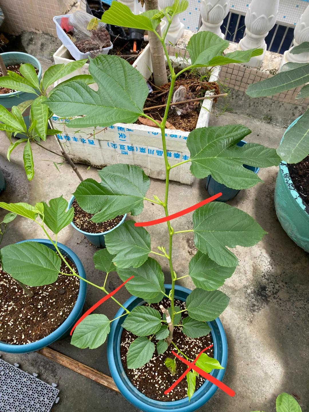 7 năm trồng hoa, tôi nhận ra: 4 thói quen tưởng vô hại nhưng khiến cây mãi không nở nổi một bông- Ảnh 15. 7 năm trồng hoa, tôi nhận ra: 4 thói quen tưởng vô hại nhưng khiến cây mãi không nở nổi một bông- Ảnh 15.