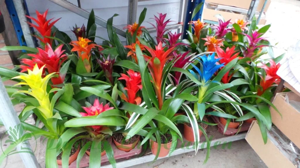 6 loại cây siêu hút ẩm, cứu nhà khỏi ẩm mốc mùa mưa- Ảnh 6. 6 loại cây siêu hút ẩm, cứu nhà khỏi ẩm mốc mùa mưa- Ảnh 6.