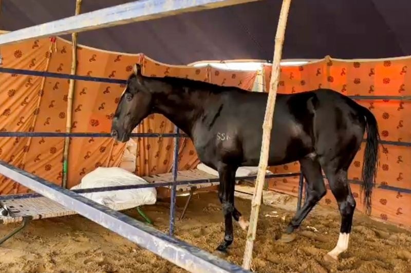 Con ngựa màu đen có giá lên tới 44,5 tỷ đồng- Ảnh 1. img