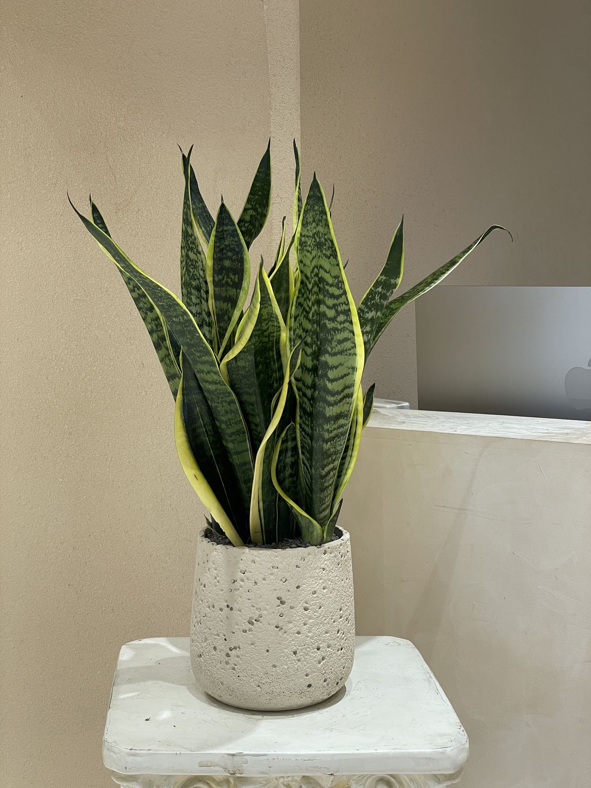 6 loại cây siêu hút ẩm, cứu nhà khỏi ẩm mốc mùa mưa- Ảnh 4. 6 loại cây siêu hút ẩm, cứu nhà khỏi ẩm mốc mùa mưa- Ảnh 4.