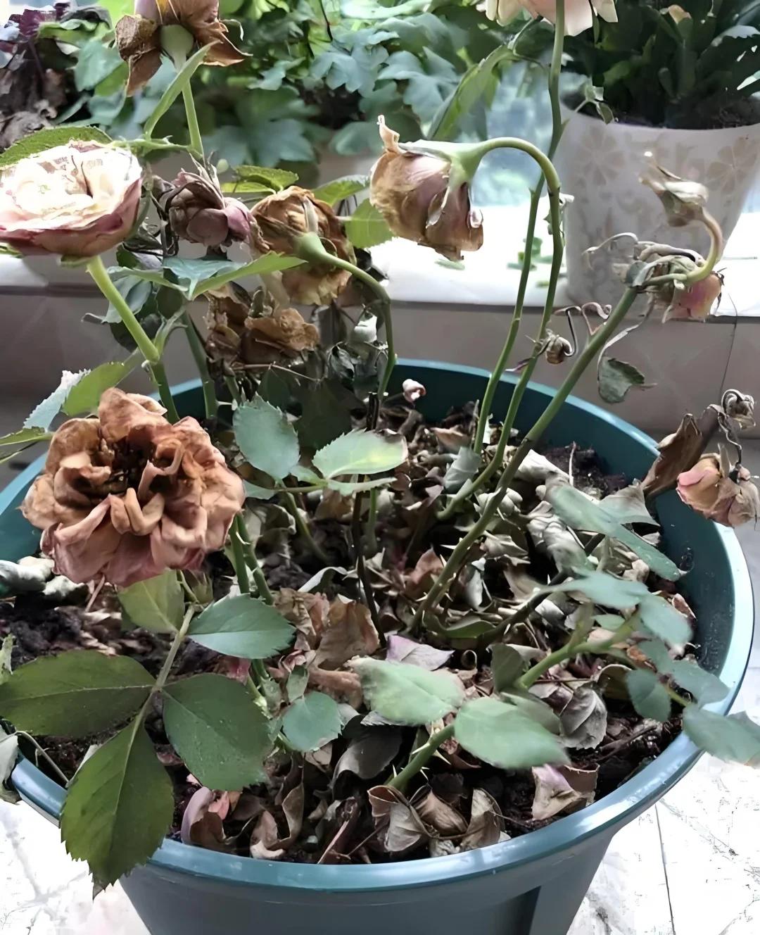 7 năm trồng hoa, tôi nhận ra: 4 thói quen tưởng vô hại nhưng khiến cây mãi không nở nổi một bông- Ảnh 8. 7 năm trồng hoa, tôi nhận ra: 4 thói quen tưởng vô hại nhưng khiến cây mãi không nở nổi một bông- Ảnh 8.