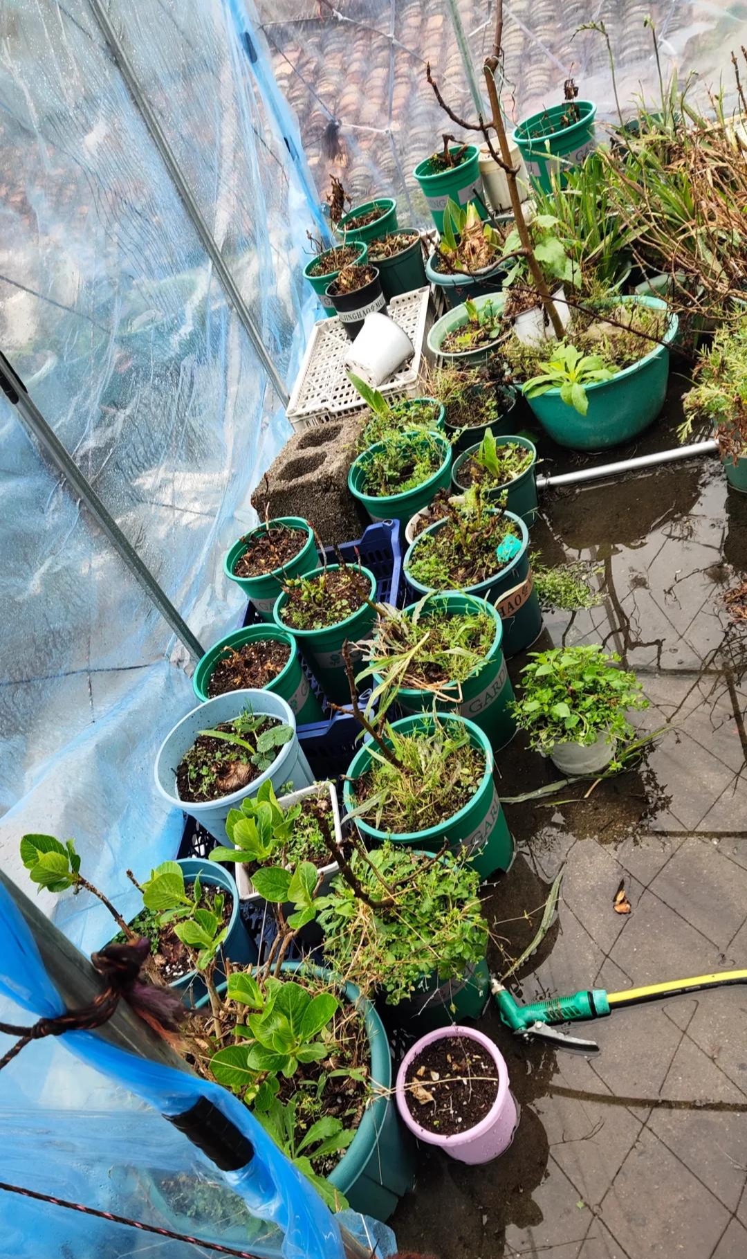 7 năm trồng hoa, tôi nhận ra: 4 thói quen tưởng vô hại nhưng khiến cây mãi không nở nổi một bông- Ảnh 2. 7 năm trồng hoa, tôi nhận ra: 4 thói quen tưởng vô hại nhưng khiến cây mãi không nở nổi một bông- Ảnh 2.