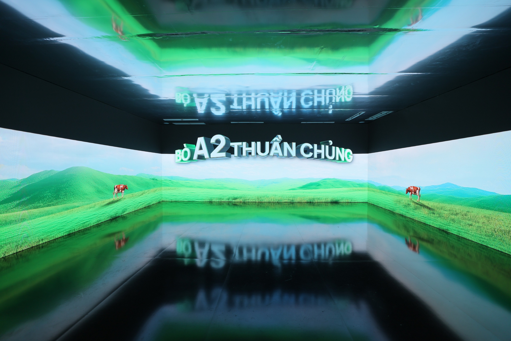 Loại sữa hiếm chỉ chiếm 0.014% tổng sản lượng sữa bò toàn cầu- Ảnh 3. Loại sữa hiếm chỉ chiếm 0.014% tổng sản lượng sữa bò toàn cầu- Ảnh 3.