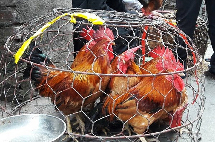 Cách phân biệt gà non và gà già khi mua gà sống- Ảnh 1. Cách phân biệt gà non và gà già khi mua gà sống- Ảnh 1.