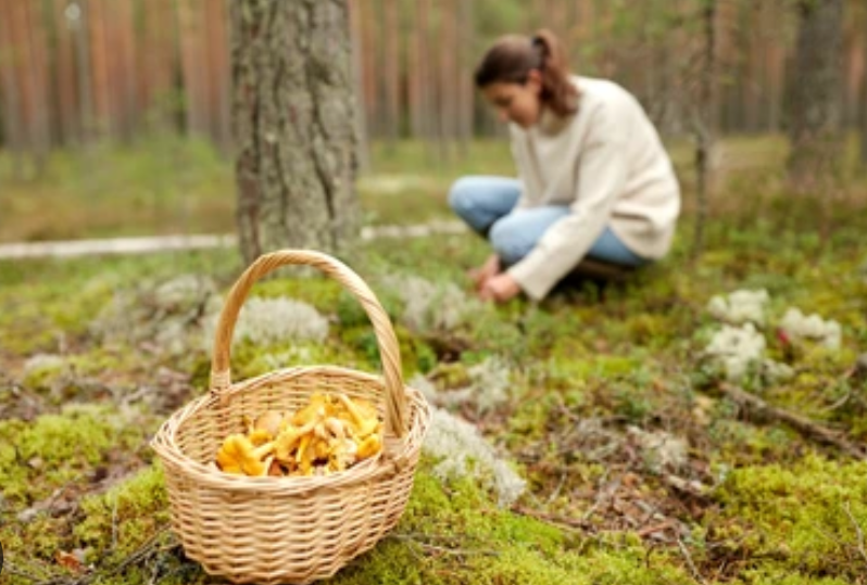 Xu hướng đi hái nấm giảm căng thẳng- Ảnh 2. Xu hướng đi hái nấm giảm căng thẳng- Ảnh 2.