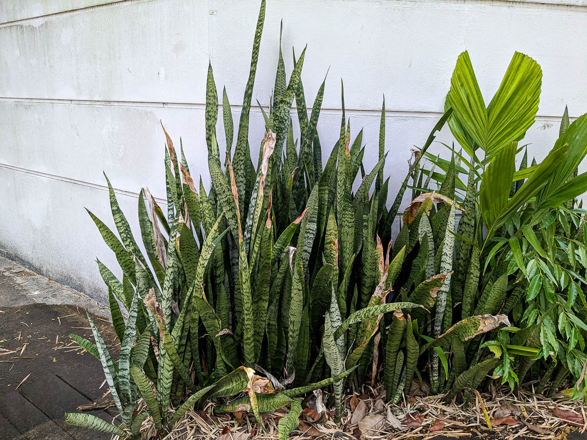 7 loại cây rắn rất sợ, không dám tới gần- Ảnh 6. 7 loại cây rắn rất sợ, không dám tới gần- Ảnh 6.