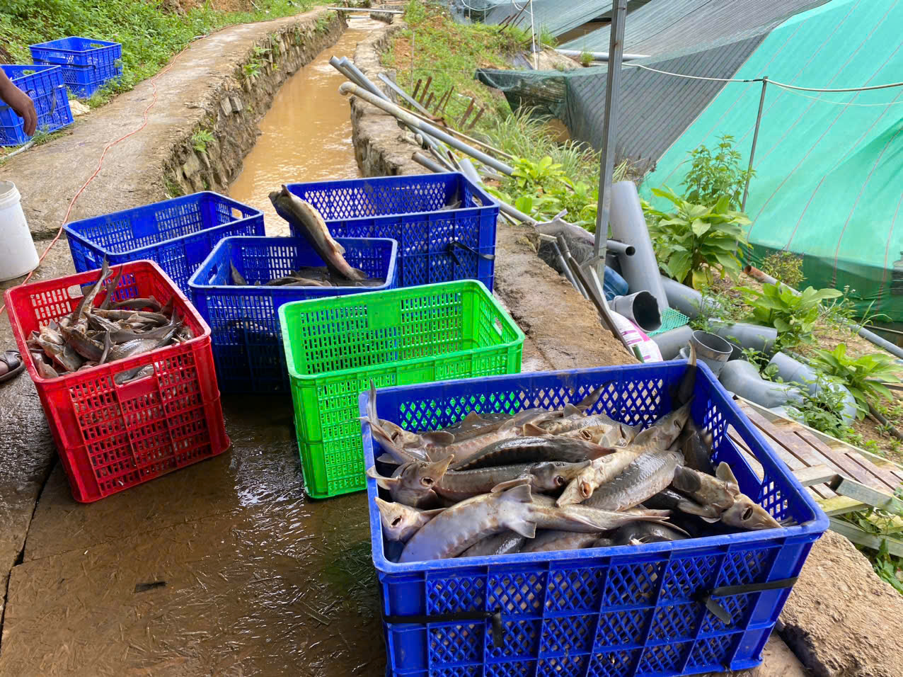 Sạt lở núi làm chết gần 70 tấn cá tầm, thiệt hại hơn 8 tỉ đồng- Ảnh 2. Sạt lở núi làm chết gần 70 tấn cá tầm, thiệt hại hơn 8 tỉ đồng- Ảnh 2.